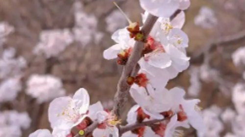 【北京一周一山·香屯】穿越最美香屯村，探索大云峡谷的春季秘境：爬野长城，赏世外桃花！