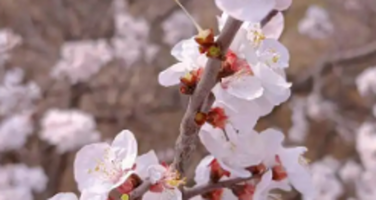 【北京一周一山·香屯】穿越最美香屯村，探索大云峡谷的春季秘境：爬野长城，赏世外桃花！