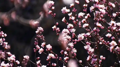 【北京一周一山·涞水桃花栈】春日桃花盛宴丨探秘涞水桃花栈，沉醉于春日花海~