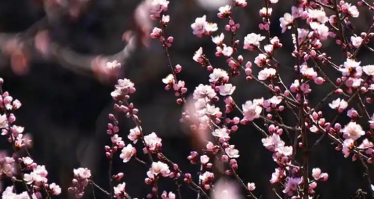 【北京一周一山·涞水桃花栈】春日桃花盛宴丨探秘涞水桃花栈，沉醉于春日花海~