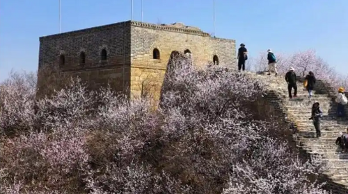 【北京一周一山·香屯】穿越最美香屯村，探索大云峡谷的春季秘境：爬野长城，赏世外桃花！