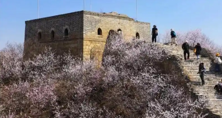 【北京一周一山·香屯】穿越最美香屯村，探索大云峡谷的春季秘境：爬野长城，赏世外桃花！
