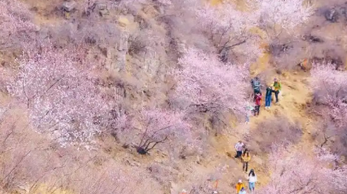 【北京一周一山·涞水桃花栈】春日桃花盛宴丨探秘涞水桃花栈，沉醉于春日花海~