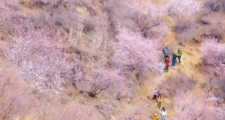 【北京一周一山·涞水桃花栈】春日桃花盛宴丨探秘涞水桃花栈，沉醉于春日花海~