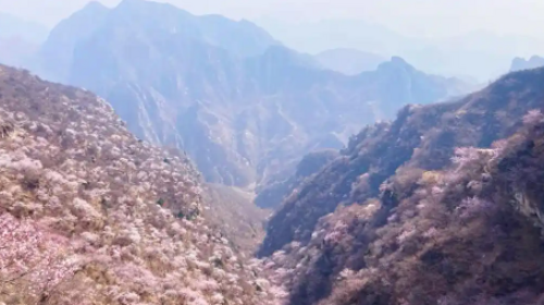 【北京一周一山·涞水桃花栈】春日桃花盛宴丨探秘涞水桃花栈，沉醉于春日花海~
