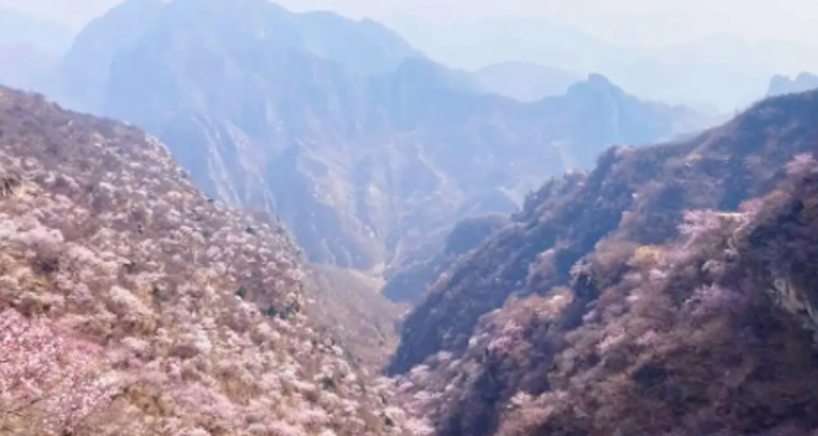 【北京一周一山·涞水桃花栈】春日桃花盛宴丨探秘涞水桃花栈，沉醉于春日花海~