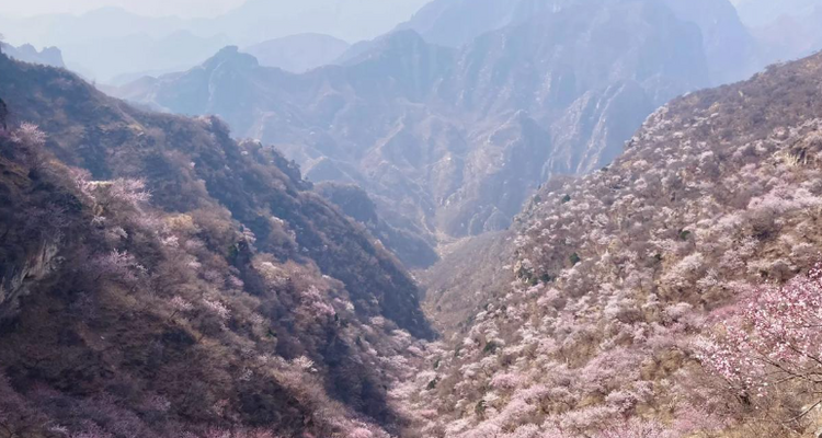 【北京一周一山·涞水桃花栈】春日桃花盛宴丨探秘涞水桃花栈，沉醉于春日花海~