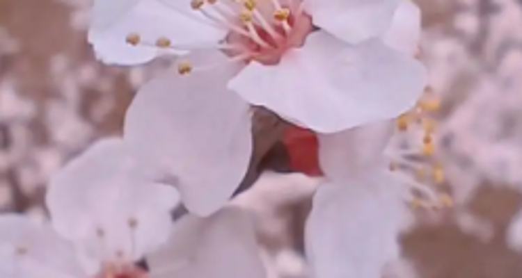【北京一周一山·香屯】穿越最美香屯村，探索大云峡谷的春季秘境：爬野长城，赏世外桃花！