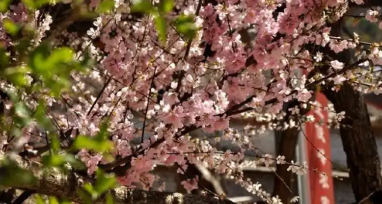 【北京一周一山·香屯】穿越最美香屯村，探索大云峡谷的春季秘境：爬野长城，赏世外桃花！