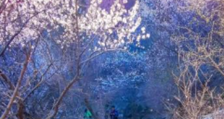 【北京一周一山·涞水桃花栈】春日桃花盛宴丨探秘涞水桃花栈，沉醉于春日花海~