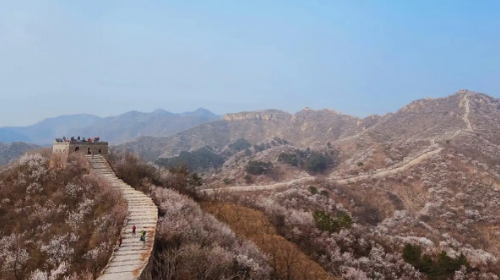 【北京一周一山·香屯】穿越最美香屯村，探索大云峡谷的春季秘境：爬野长城，赏世外桃花！