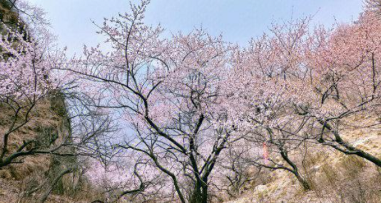【北京一周一山·涞水桃花栈】春日桃花盛宴丨探秘涞水桃花栈，沉醉于春日花海~