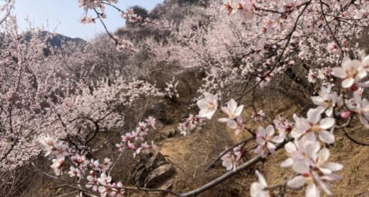 【北京一周一山·涞水桃花栈】春日桃花盛宴丨探秘涞水桃花栈，沉醉于春日花海~
