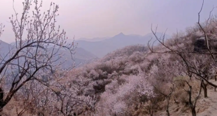 【北京一周一山·香屯】穿越最美香屯村，探索大云峡谷的春季秘境：爬野长城，赏世外桃花！
