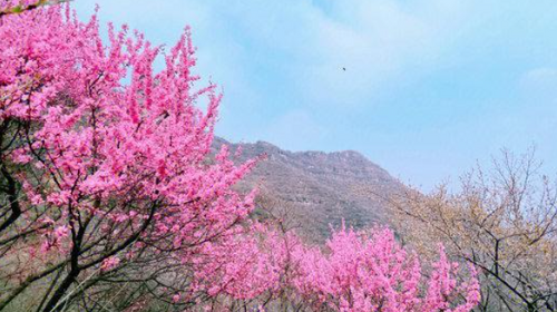 【北京一周一山·涞水桃花栈】春日桃花盛宴丨探秘涞水桃花栈，沉醉于春日花海~