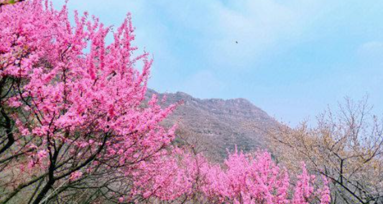 【北京一周一山·涞水桃花栈】春日桃花盛宴丨探秘涞水桃花栈，沉醉于春日花海~