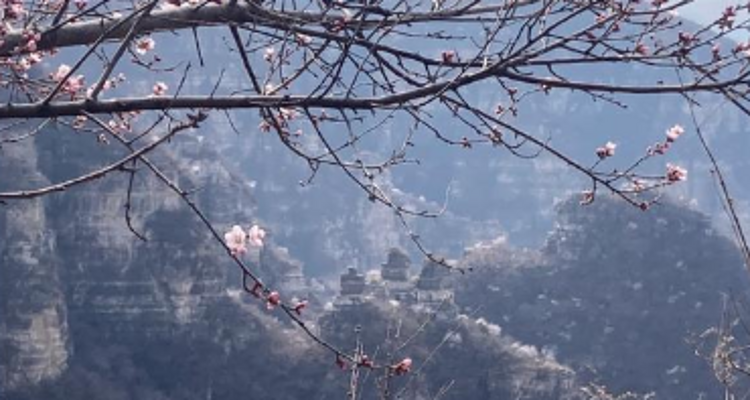 【北京一周一山·涞水桃花栈】春日桃花盛宴丨探秘涞水桃花栈，沉醉于春日花海~