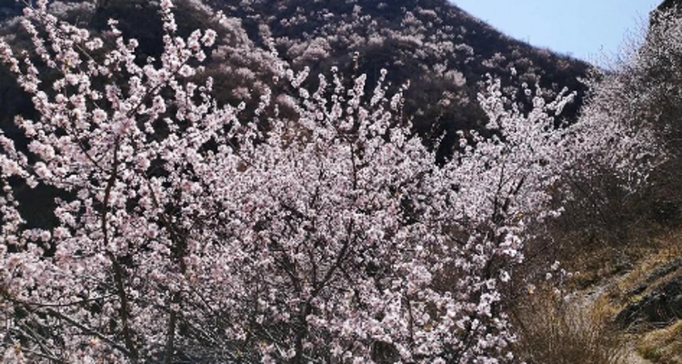 【北京一周一山·石佛岭古道】门头沟石佛岭“空中栈道”赏花徒步：古道、断崖、古村与春日盛景~