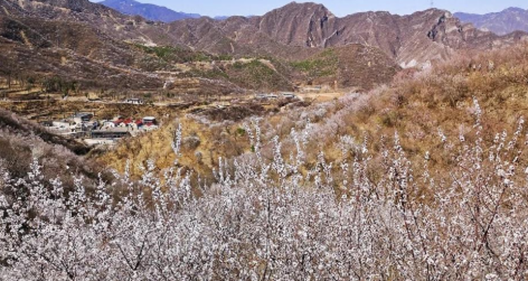 【北京一周一山·石佛岭古道】门头沟石佛岭“空中栈道”赏花徒步：古道、断崖、古村与春日盛景~