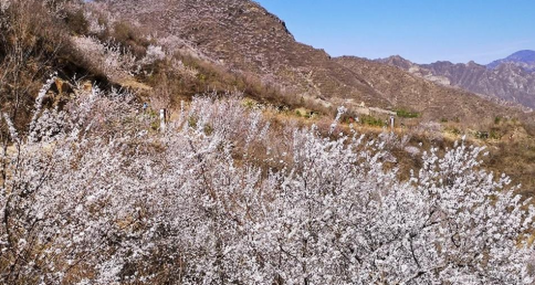 【北京一周一山·石佛岭古道】门头沟石佛岭“空中栈道”赏花徒步：古道、断崖、古村与春日盛景~