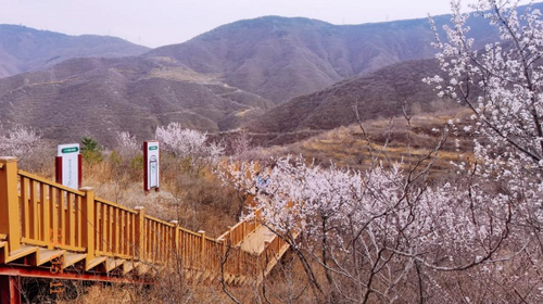 【北京一周一山·石佛岭古道】门头沟石佛岭“空中栈道”赏花徒步：古道、断崖、古村与春日盛景~