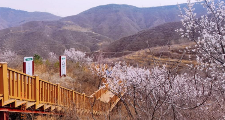 【北京一周一山·石佛岭古道】门头沟石佛岭“空中栈道”赏花徒步：古道、断崖、古村与春日盛景~