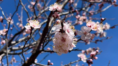 【北京一周一山·石佛岭古道】门头沟石佛岭“空中栈道”赏花徒步：古道、断崖、古村与春日盛景~