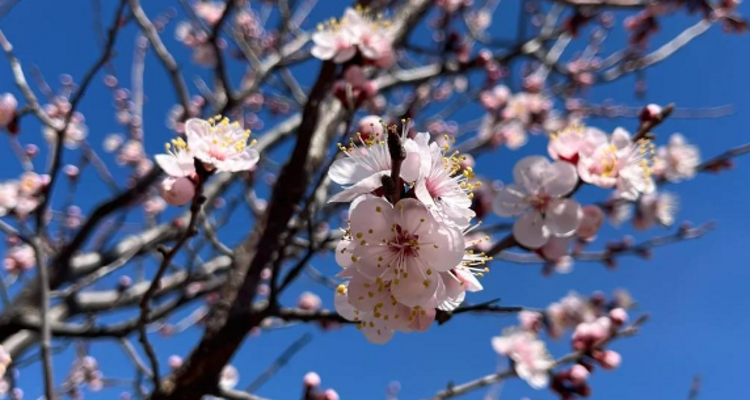 【北京一周一山·石佛岭古道】门头沟石佛岭“空中栈道”赏花徒步：古道、断崖、古村与春日盛景~