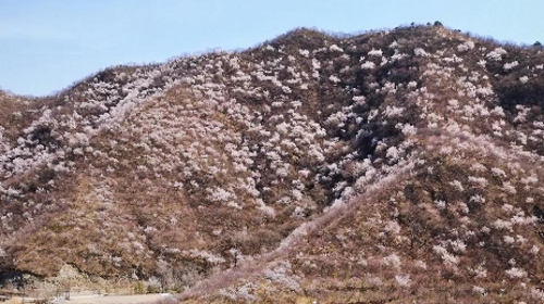 【北京一周一山·石佛岭古道】门头沟石佛岭“空中栈道”赏花徒步：古道、断崖、古村与春日盛景~