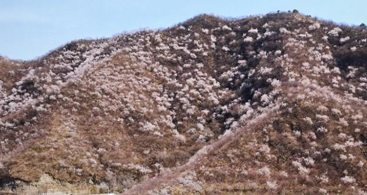 【北京一周一山·石佛岭古道】门头沟石佛岭“空中栈道”赏花徒步：古道、断崖、古村与春日盛景~