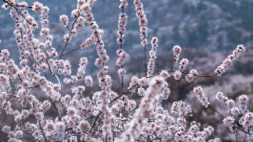 【北京一周一山·大北梁】大北梁的春日秘境：穿越大北梁山脊线，徜徉于花海之中~