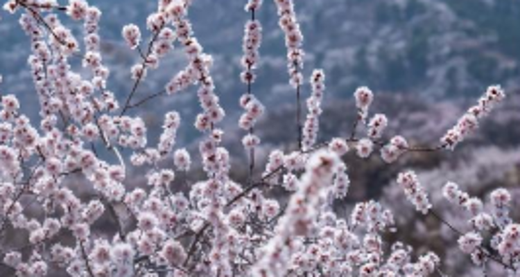 【北京一周一山·大北梁】大北梁的春日秘境：穿越大北梁山脊线，徜徉于花海之中~
