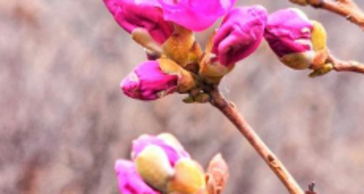 【北京一周一山·大北梁】大北梁的春日秘境：穿越大北梁山脊线，徜徉于花海之中~