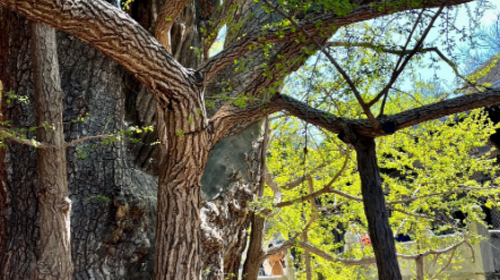 【北京一周一山·大觉寺】大觉寺徒步踏青赏花丨山寺桃花始盛开，漫步古寺山林，寻访京西春日~
