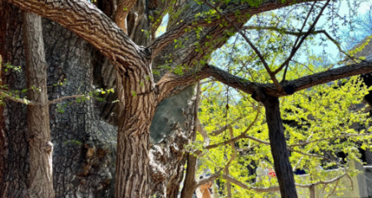 【北京一周一山·大觉寺】会员周限量尊享9.9元丨大觉寺徒步踏青赏花丨山寺桃花始盛开，漫步古寺山林，寻访京西春日~