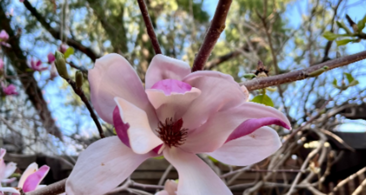 【北京一周一山·大觉寺】会员周限量尊享9.9元丨大觉寺徒步踏青赏花丨山寺桃花始盛开，漫步古寺山林，寻访京西春日~