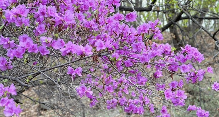 【北京一周一山·大北梁】大北梁的春日秘境：穿越大北梁山脊线，徜徉于花海之中~