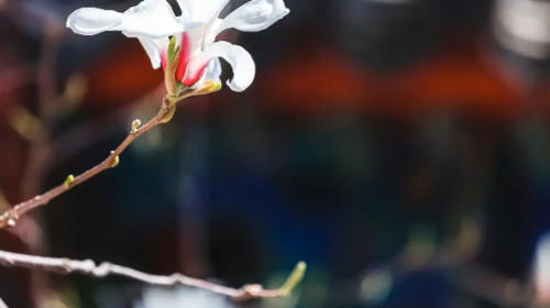 【北京一周一山·大觉寺】大觉寺徒步踏青赏花丨山寺桃花始盛开，漫步古寺山林，寻访京西春日~