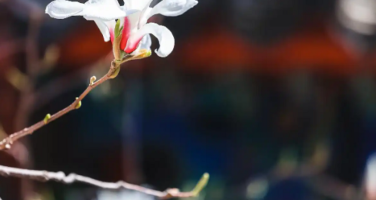 【北京一周一山·大觉寺】会员周限量尊享9.9元丨大觉寺徒步踏青赏花丨山寺桃花始盛开，漫步古寺山林，寻访京西春日~