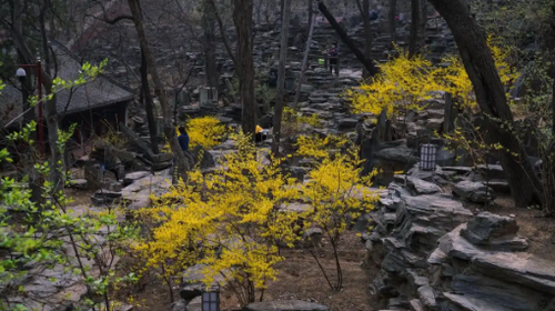 【北京一周一山·大觉寺】早鸟优惠来袭丨北京徒步圣地·大觉寺：千年古刹旁的“三峰环穿”与“绿野仙踪” ‌+徒步、访古、观景一站式周末体验 ~