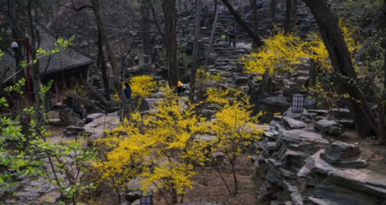【北京一周一山·大觉寺】会员周限量尊享9.9元丨大觉寺徒步踏青赏花丨山寺桃花始盛开，漫步古寺山林，寻访京西春日~