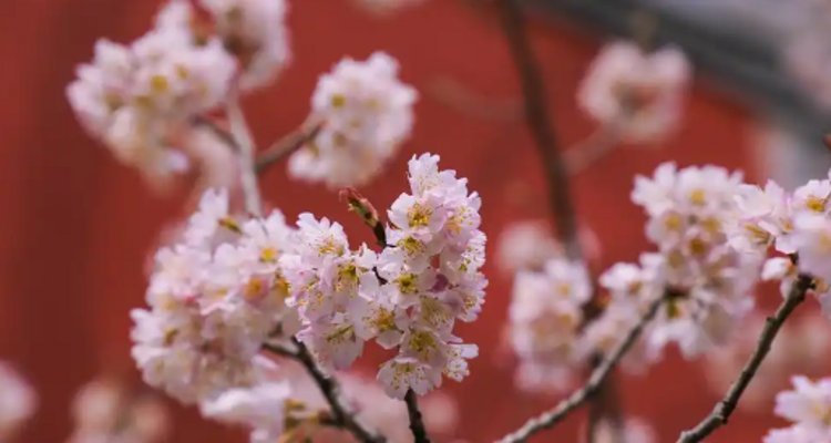 【北京一周一山·大觉寺】会员周限量尊享9.9元丨大觉寺徒步踏青赏花丨山寺桃花始盛开，漫步古寺山林，寻访京西春日~