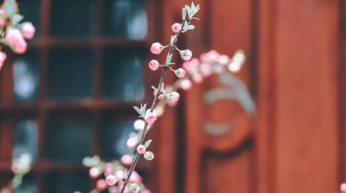 【北京一周一山·大觉寺】大觉寺徒步踏青赏花丨山寺桃花始盛开，漫步古寺山林，寻访京西春日~