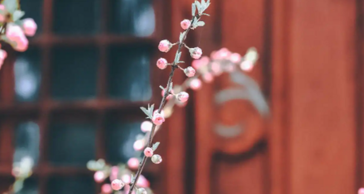 【北京一周一山·大觉寺】会员周限量尊享9.9元丨大觉寺徒步踏青赏花丨山寺桃花始盛开，漫步古寺山林，寻访京西春日~