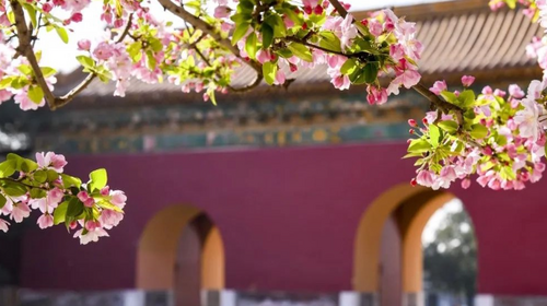 【北京一周一山·明十三陵】春日盛景与古建静谧之美丨春光明媚，踏青赏花，春游十三陵，一片春意盎然~