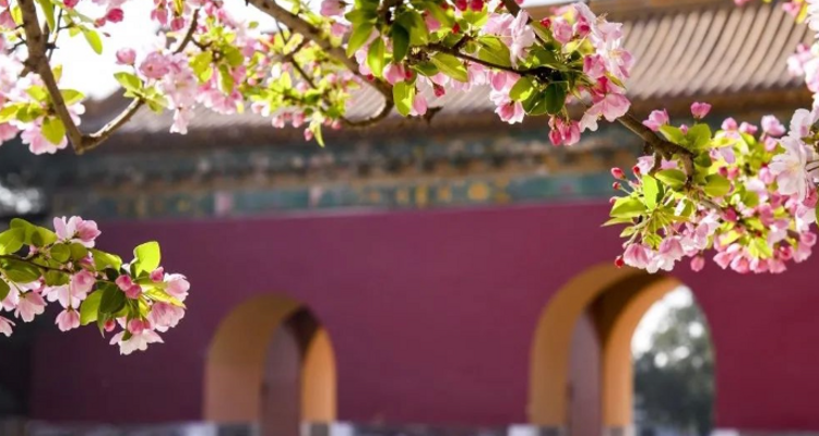 【北京一周一山·明十三陵】春日盛景与古建静谧之美丨春光明媚，踏青赏花，春游十三陵，一片春意盎然~