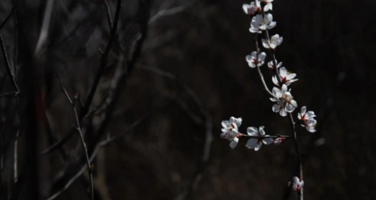 【北京一周一山·大北梁】大北梁的春日秘境：穿越大北梁山脊线，徜徉于花海之中~