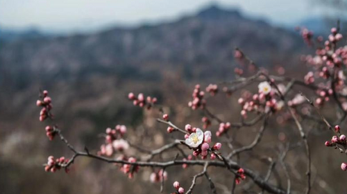 【北京一周一山·大北梁】大北梁的春日秘境：穿越大北梁山脊线，徜徉于花海之中~