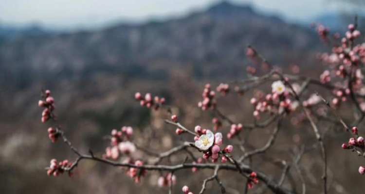 【北京一周一山·大北梁】大北梁的春日秘境：穿越大北梁山脊线，徜徉于花海之中~