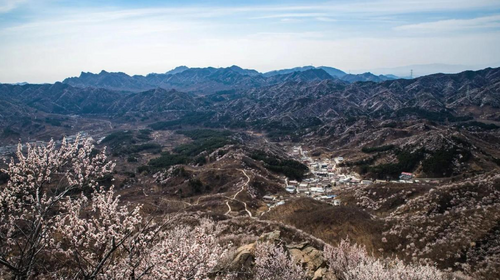 【北京一周一山·大北梁】大北梁的春日秘境：穿越大北梁山脊线，徜徉于花海之中~